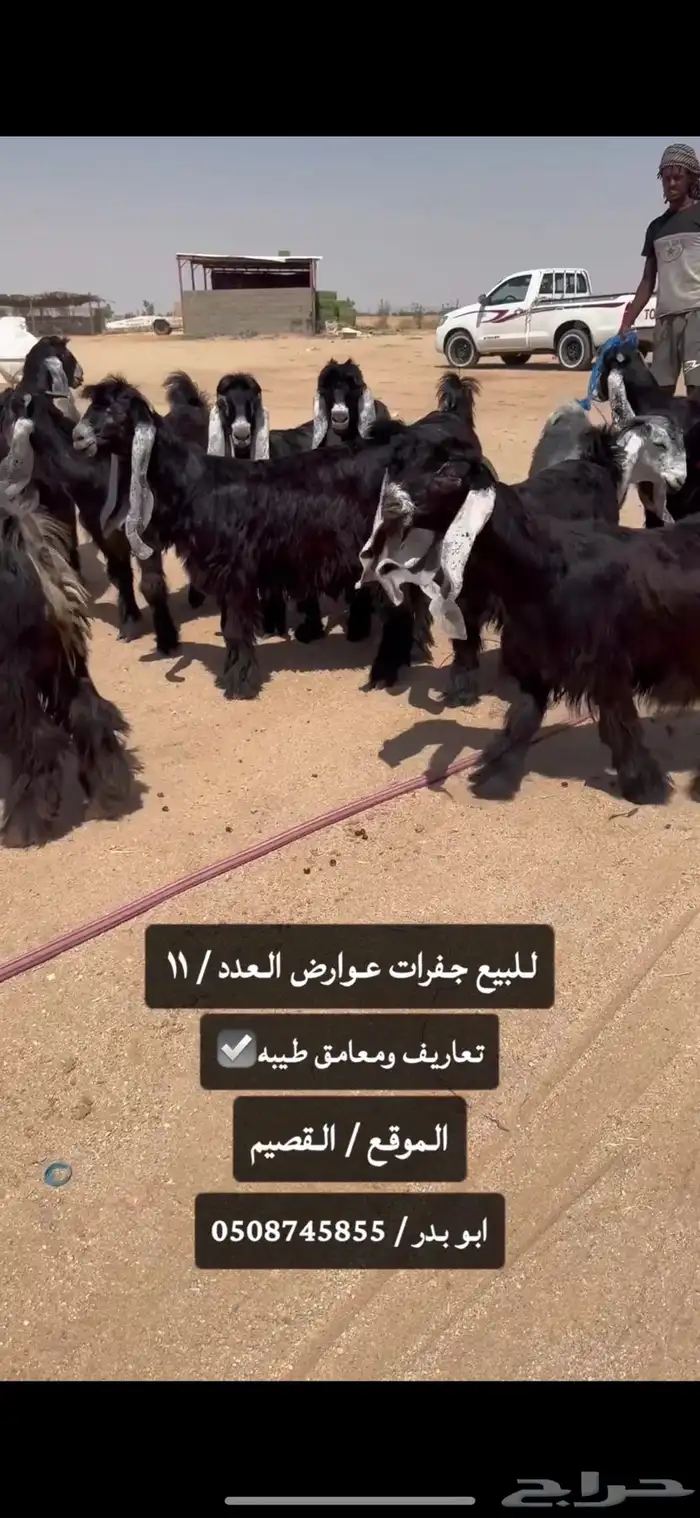 للبيع جفرات عوارض طيبه صنف الصنف 5