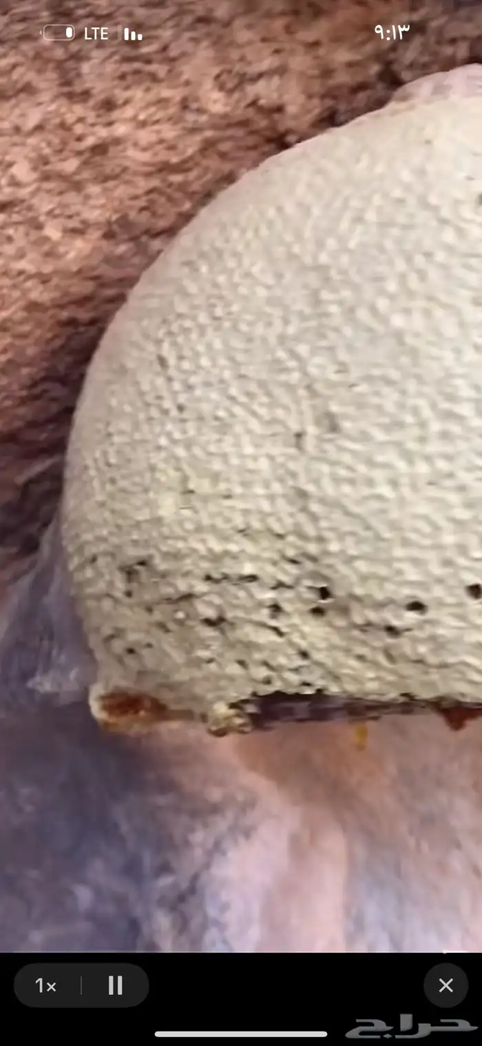 عسل النحل الجبلي الحر 5