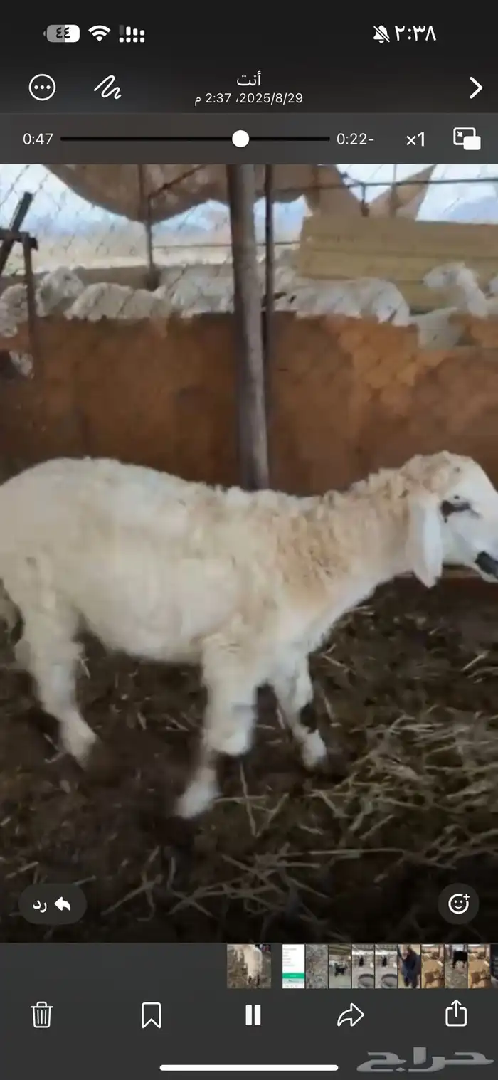 طليان طيبات ومن مراح طيب 1