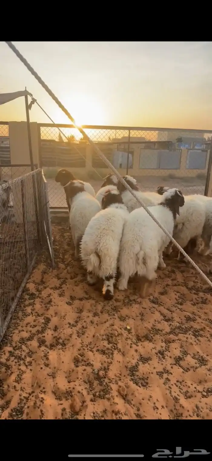 طليان نعيم فاخره 2
