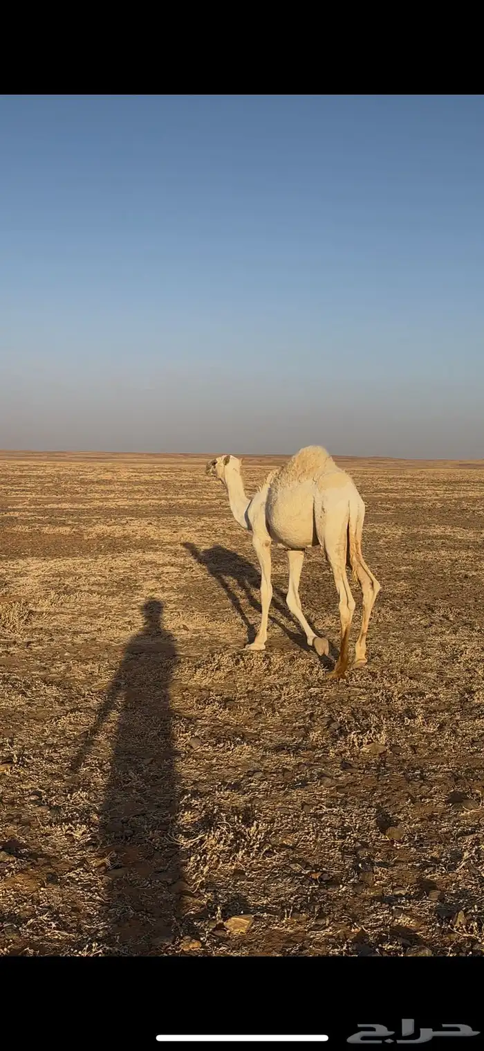 حيران وحشو للبيع 0