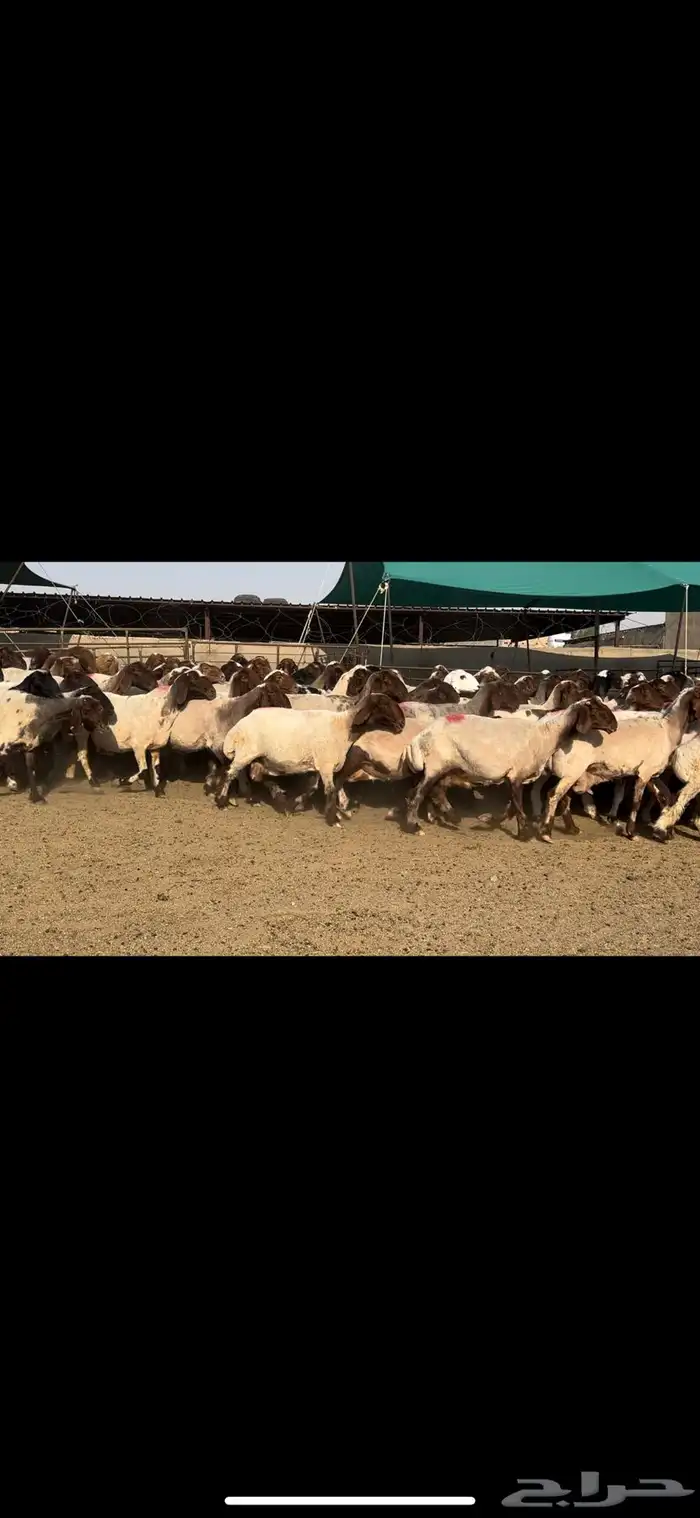 غنم نعيم مراح شرط الدفيع طيبه 7