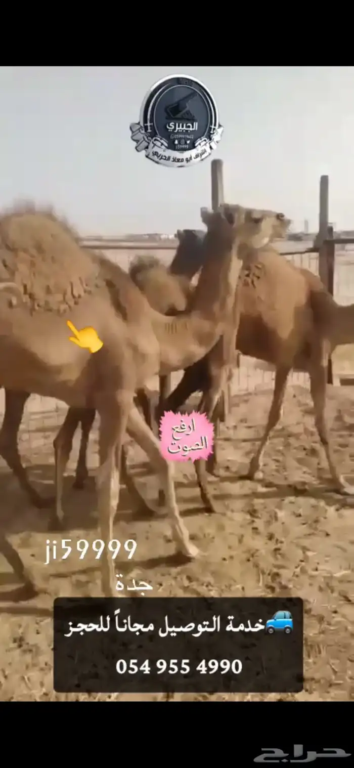 حوار حليب وحري 0
