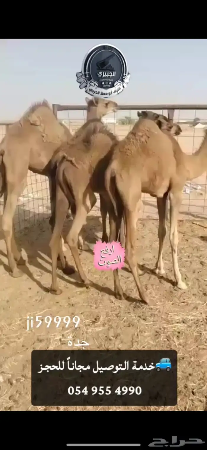 حوار حليب وحري 2