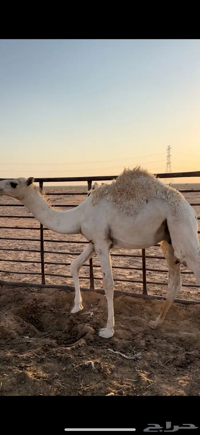 للبيع قعود 0
