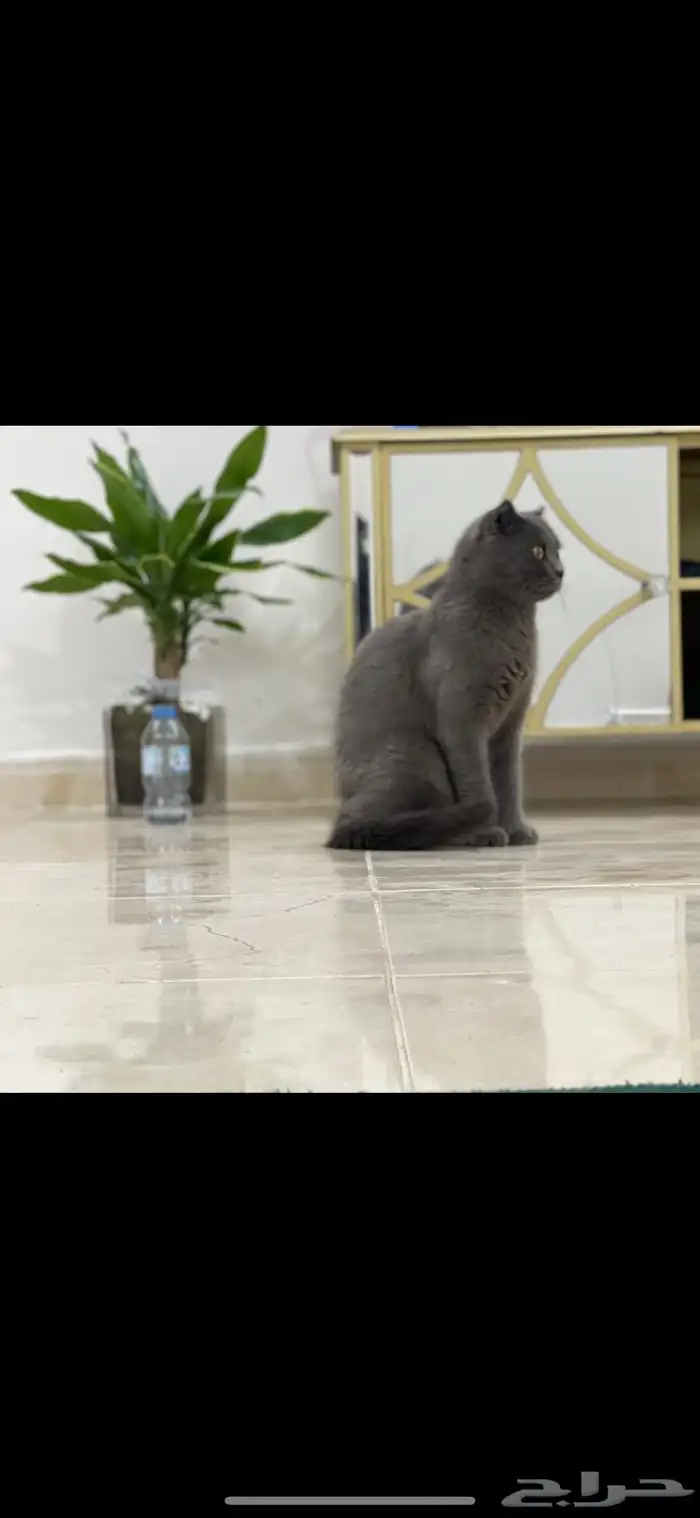 قطط سكوتش 3