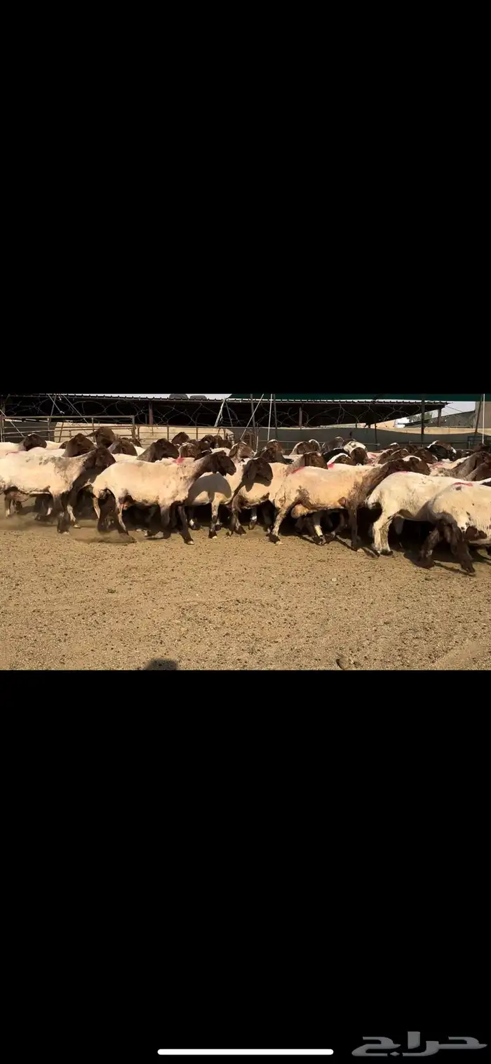 غنم نعيم مراح شرط الدفيع طيبه 9