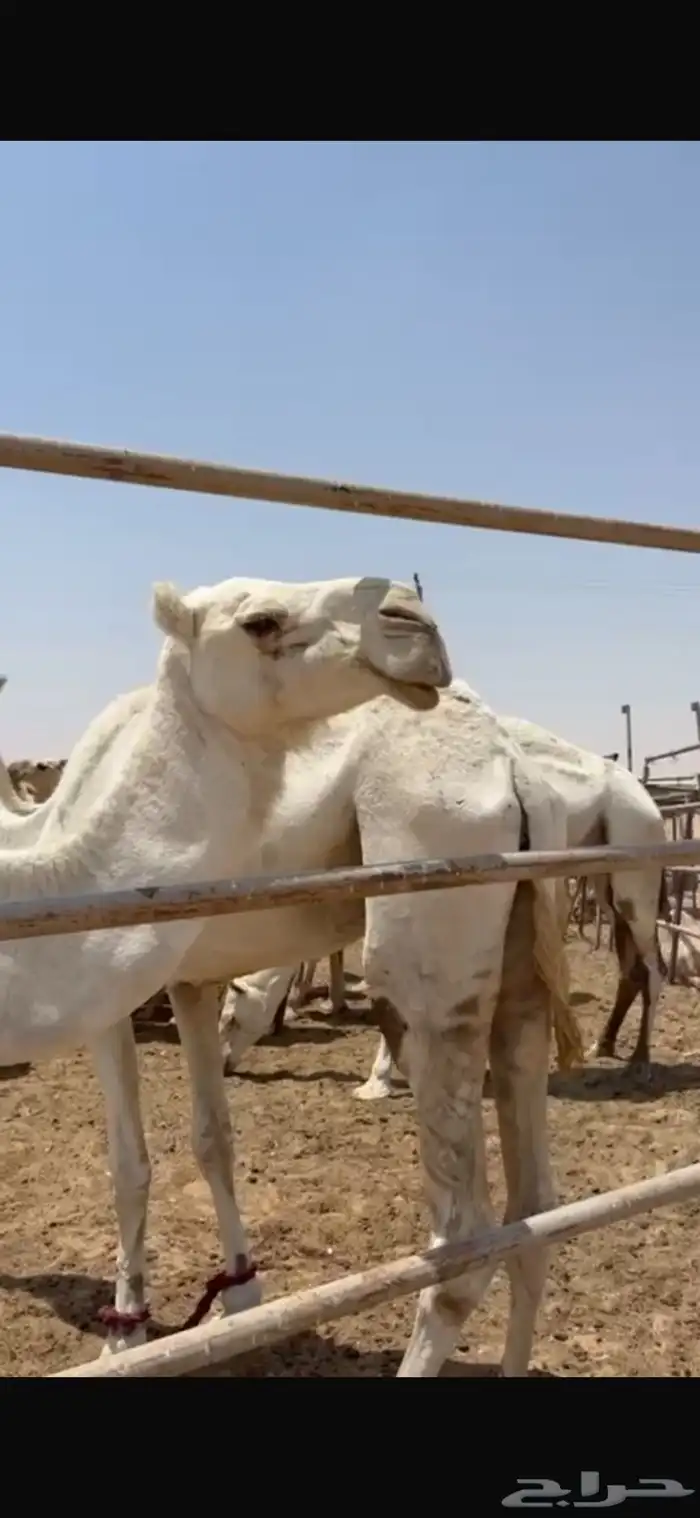 ناقه وبكرا 1