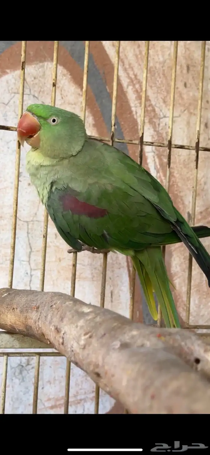 للبيع انثى درة نيبالي منتجه 2