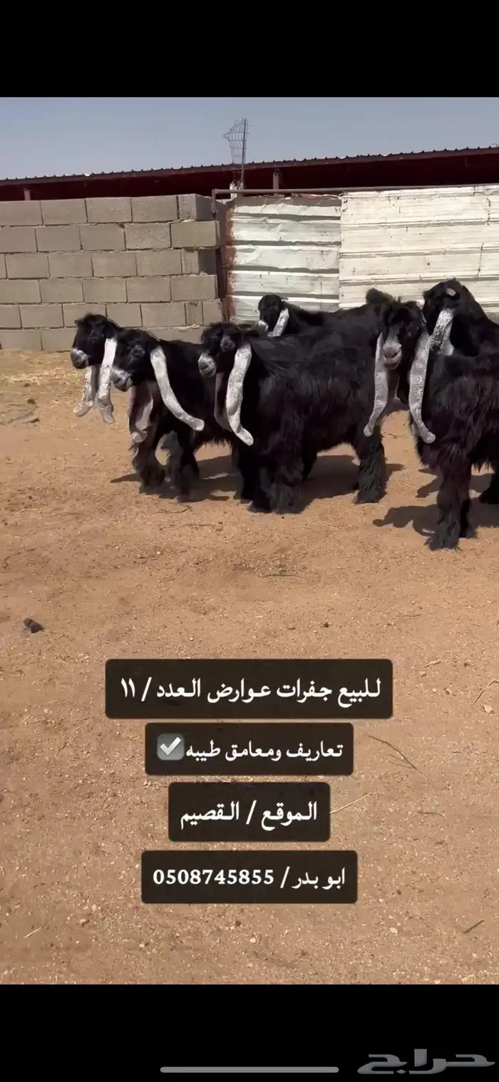 للبيع جفرات عوارض طيبه صنف الصنف 2