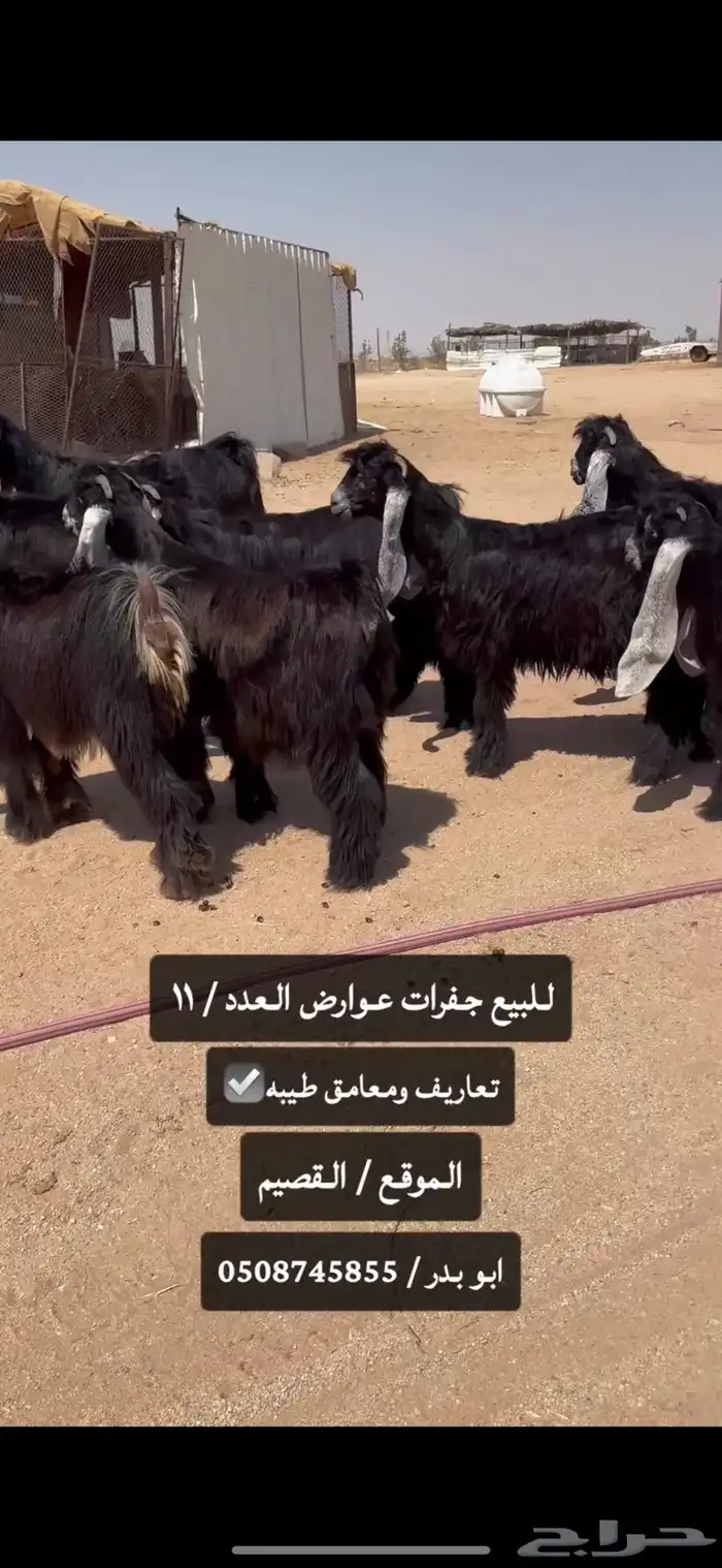 للبيع جفرات عوارض طيبه صنف الصنف 4