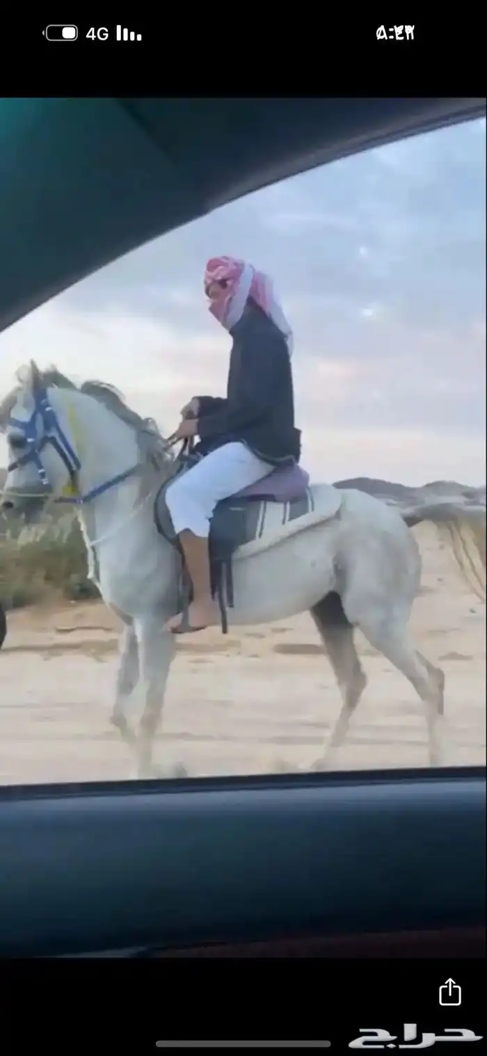 حصان واهو للبيع وفي يده مويات خفيف والبيع سمح 1