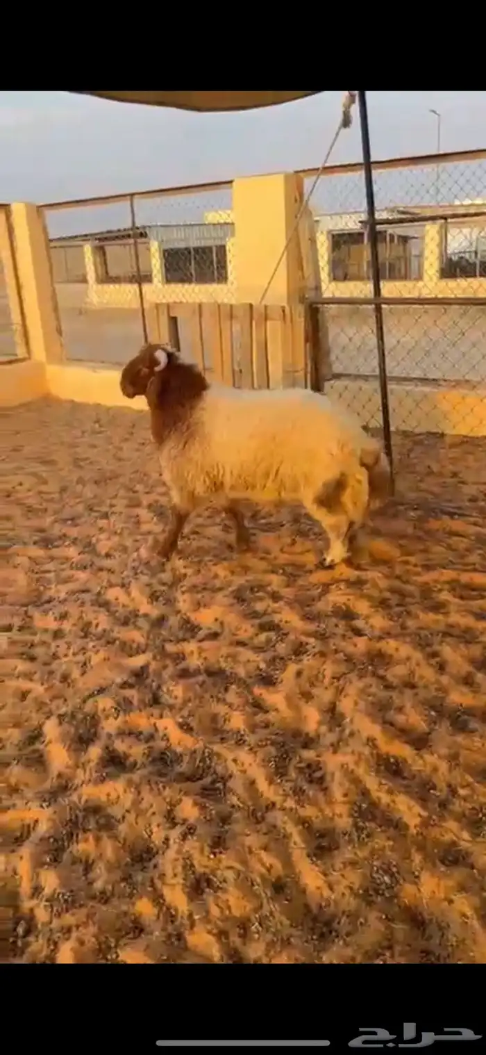 خروف نعيمي 3