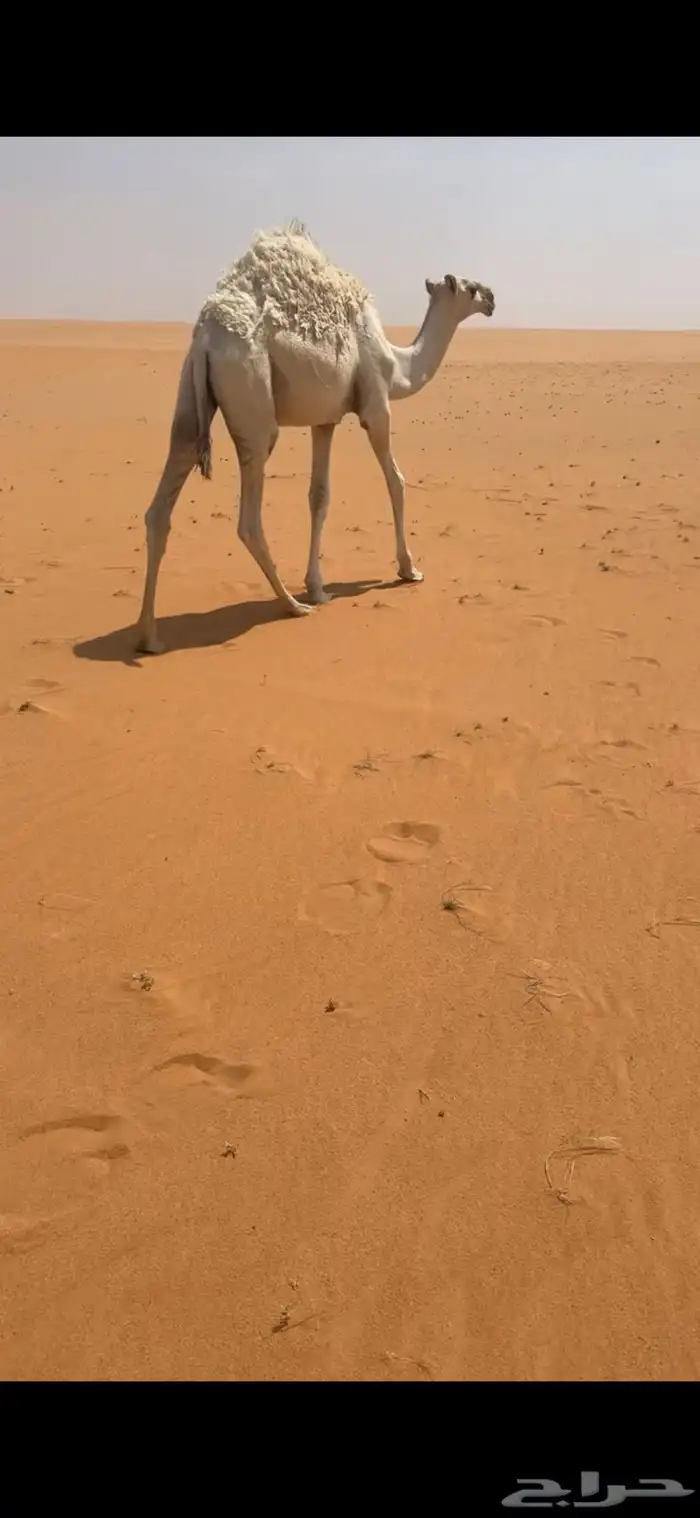 قعدان مفاريد 0