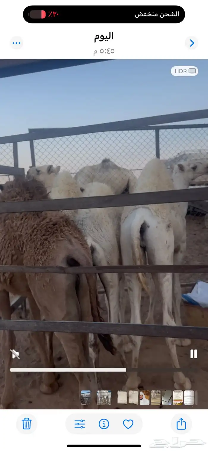 حشو بريه 1
