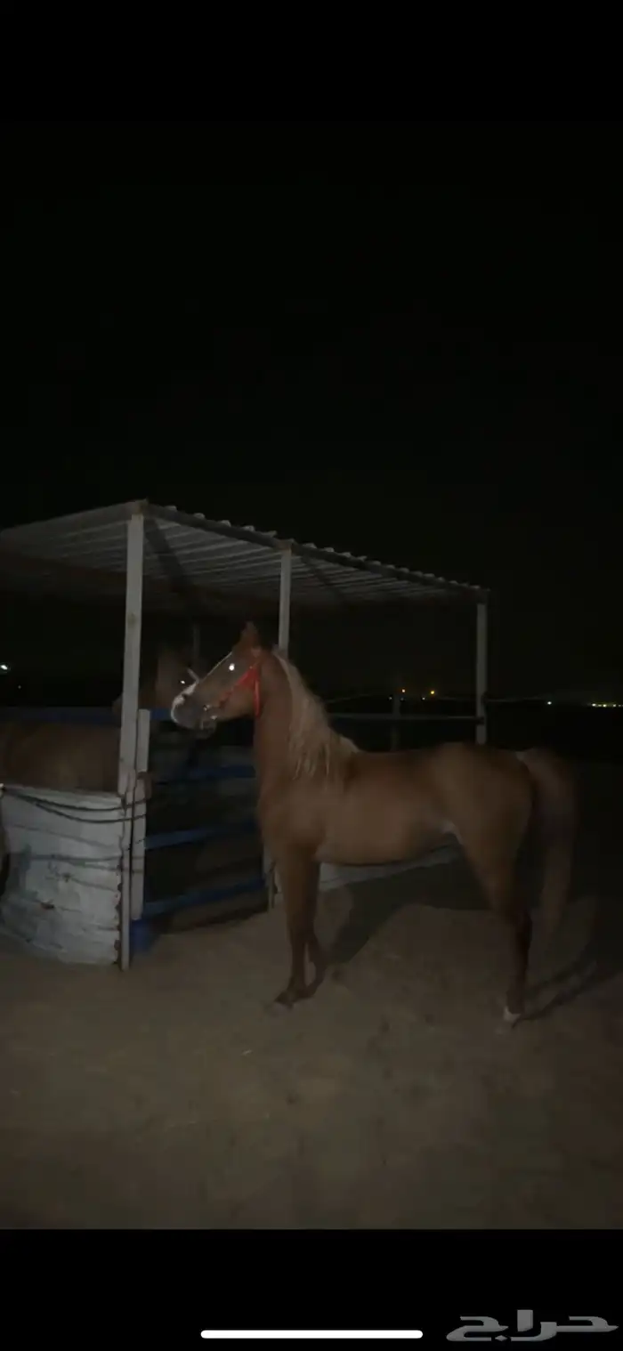 حصان شيخ بدايه عسف 1
