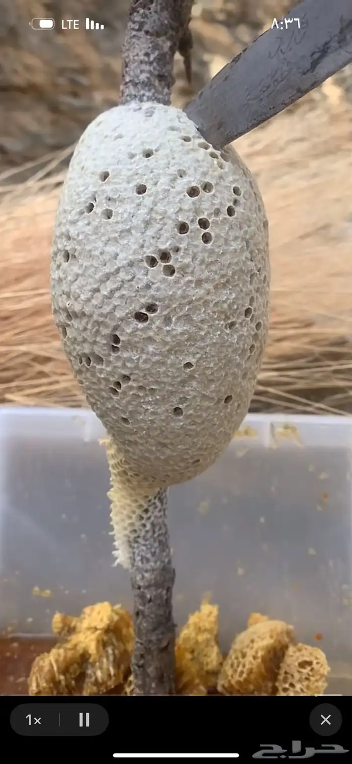 عسل النحل الجبلي الحر 1