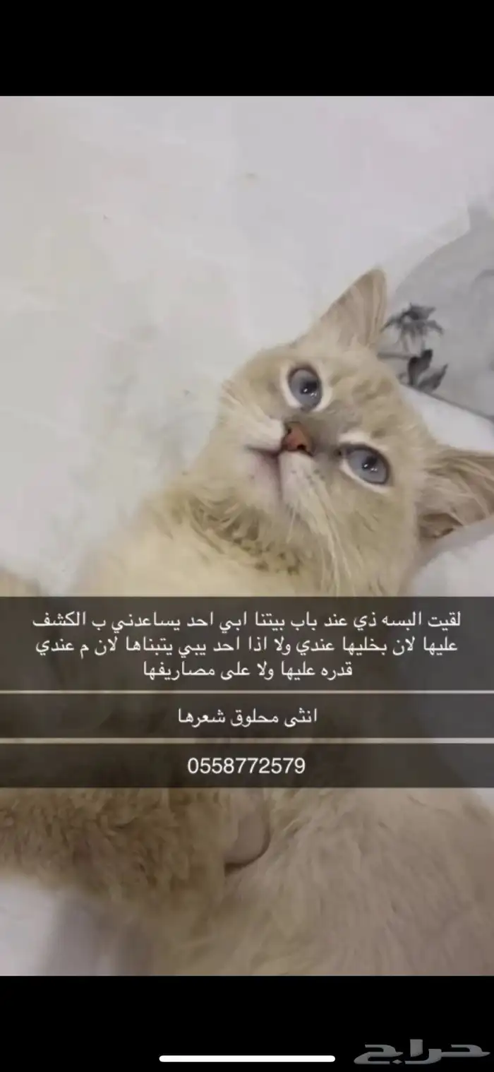 قطط 0
