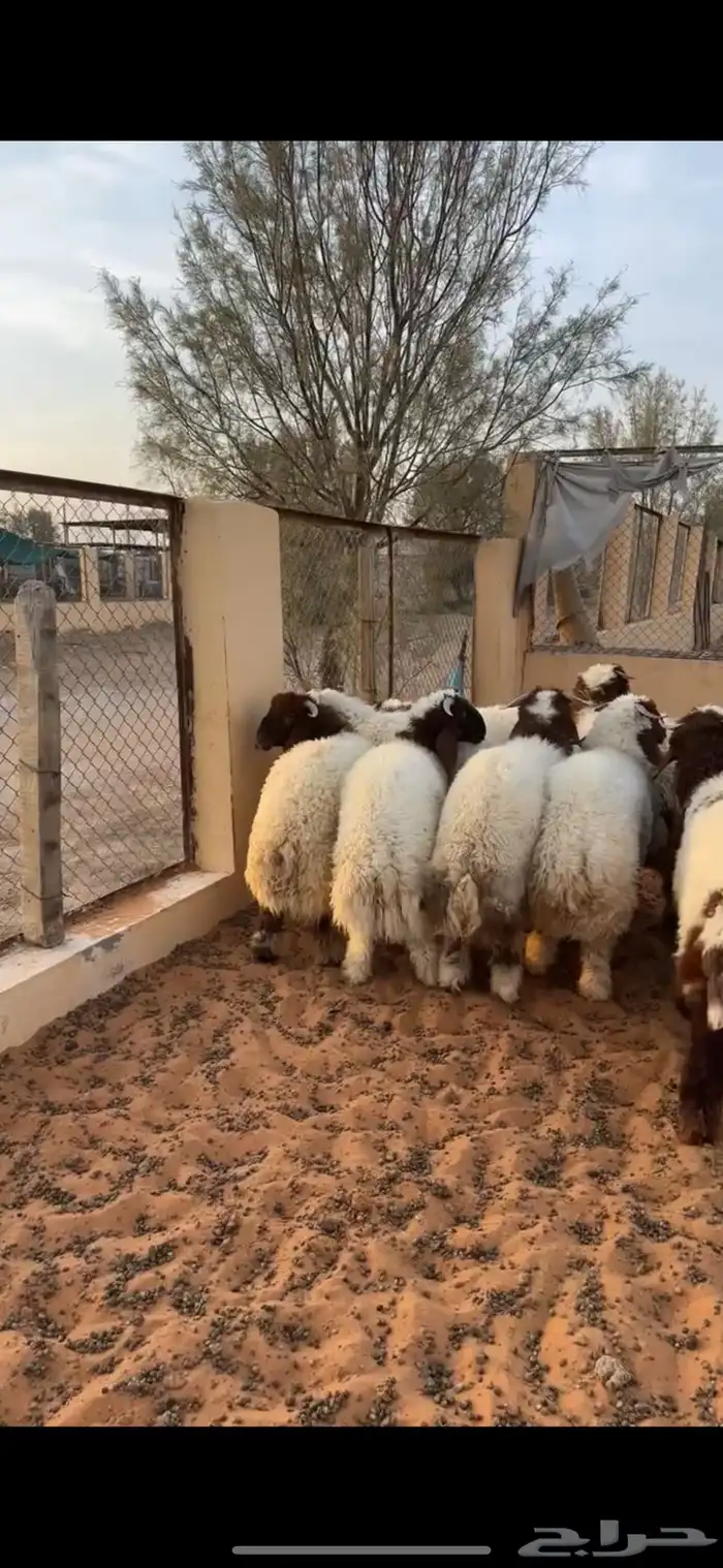 طليان نعيم فاخره 1