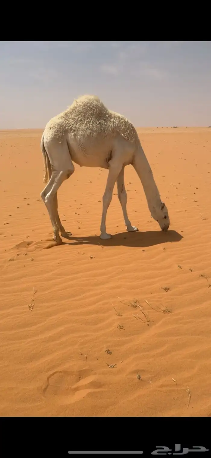 قعدان مفاريد 1
