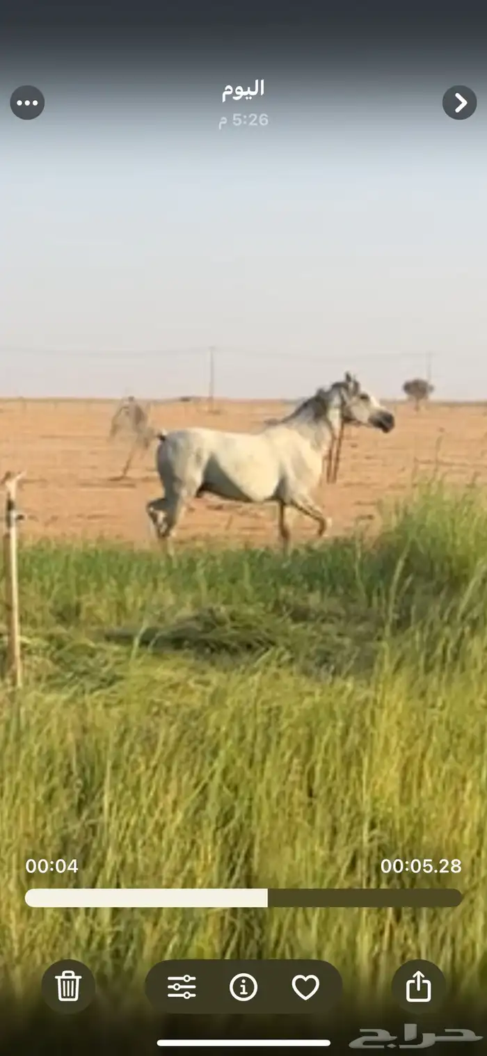 حصان شعبي للبيع 0