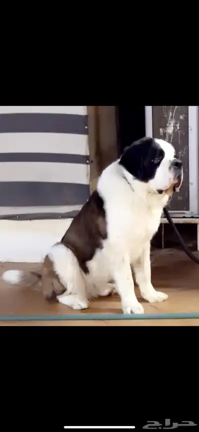 (Saint Bernard) جراوي سانت برنارد للبيع index