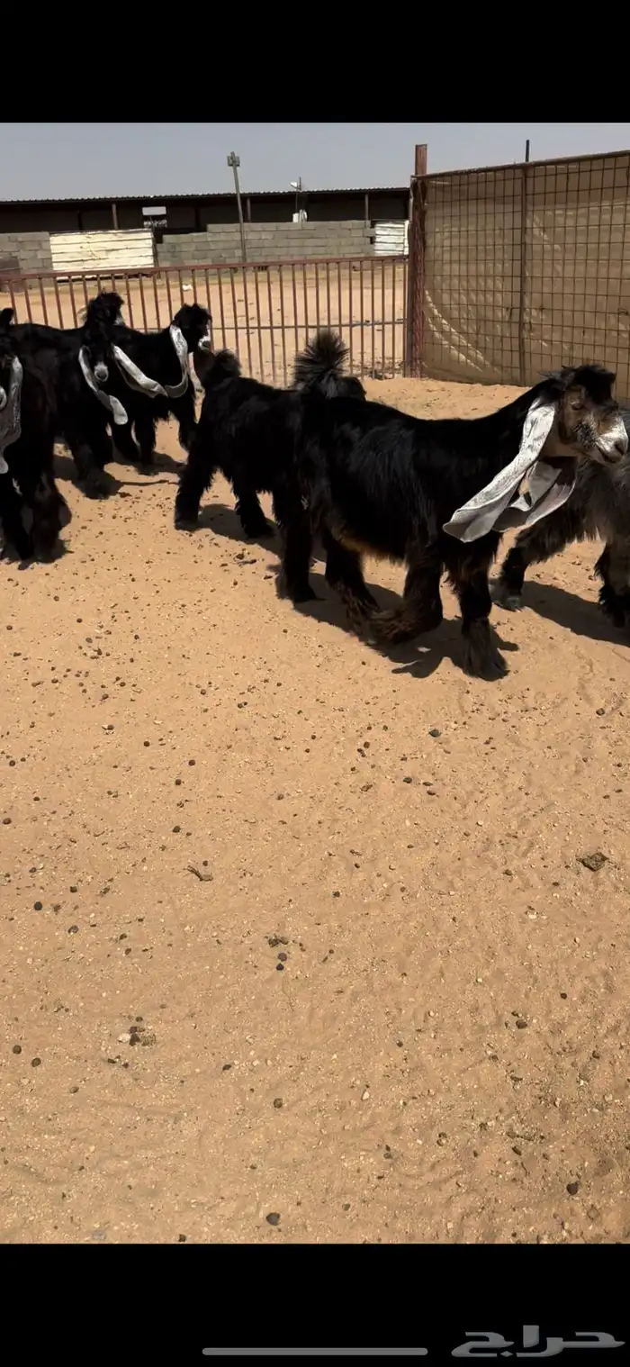 للبيع جفرات عوارض طيبه صنف الصنف 1