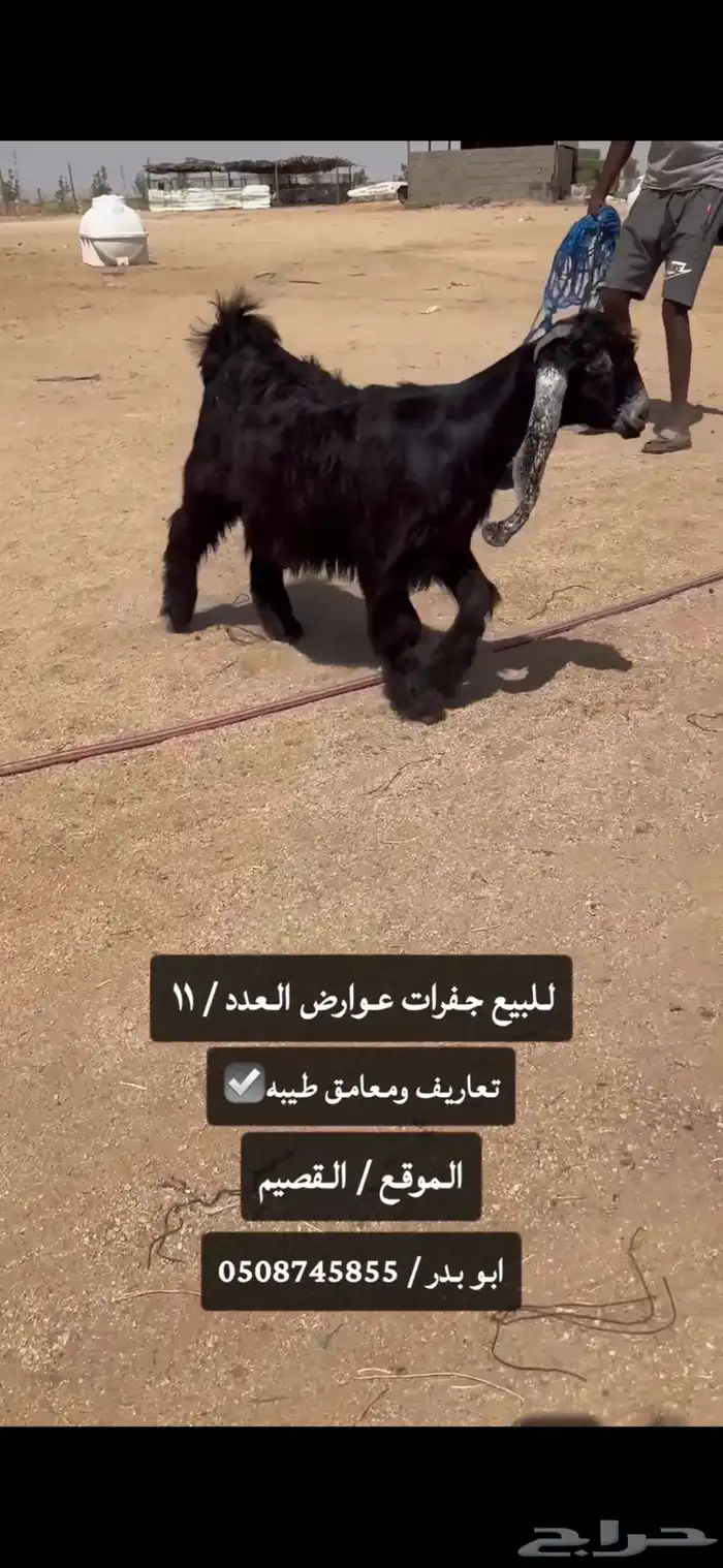 للبيع جفرات عوارض طيبه صنف الصنف 3