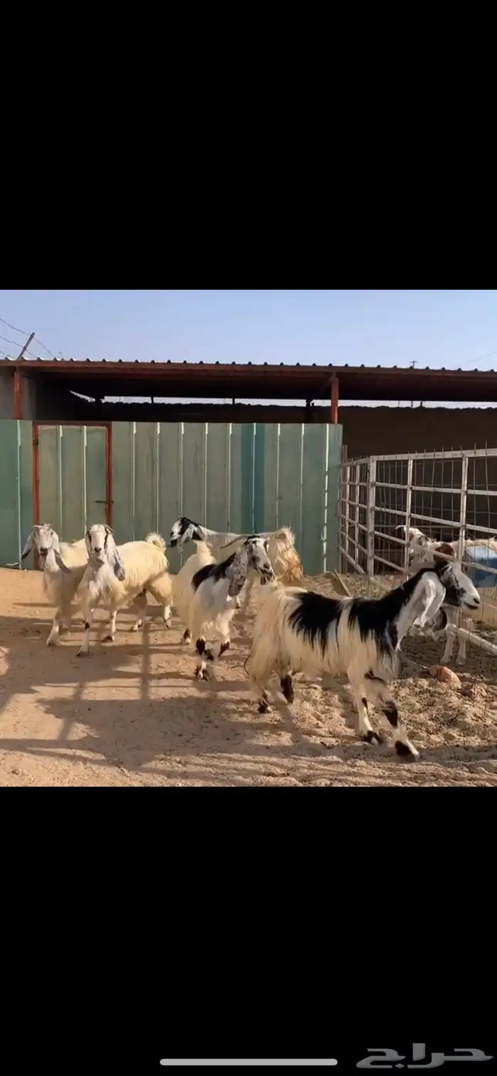 معزا دفيع ( تم البيع ) 0