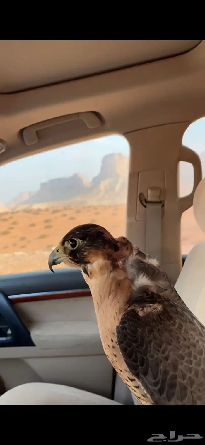 تاجير صقور للمناسبات والاحتفلات مع صقار 9