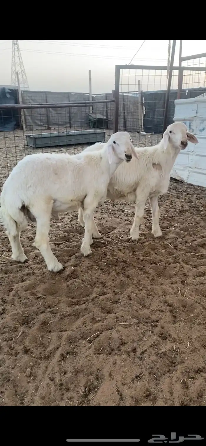 مشاريع فحول حريات صنف الصنف نوادر .. 8