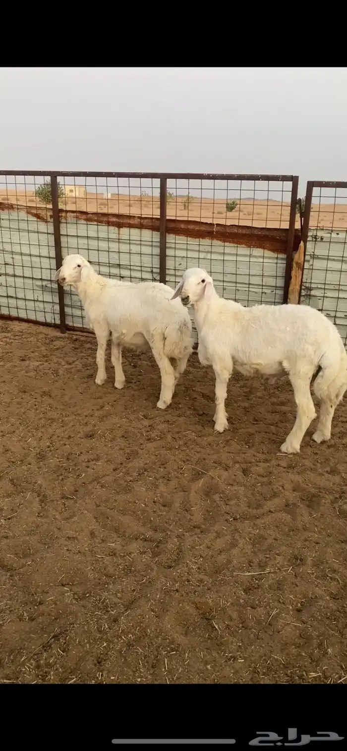 مشاريع فحول حريات صنف الصنف نوادر .. 1