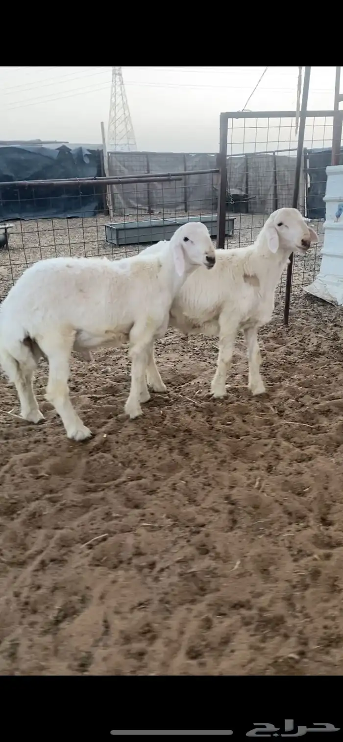 مشاريع فحول حريات صنف الصنف نوادر .. 3