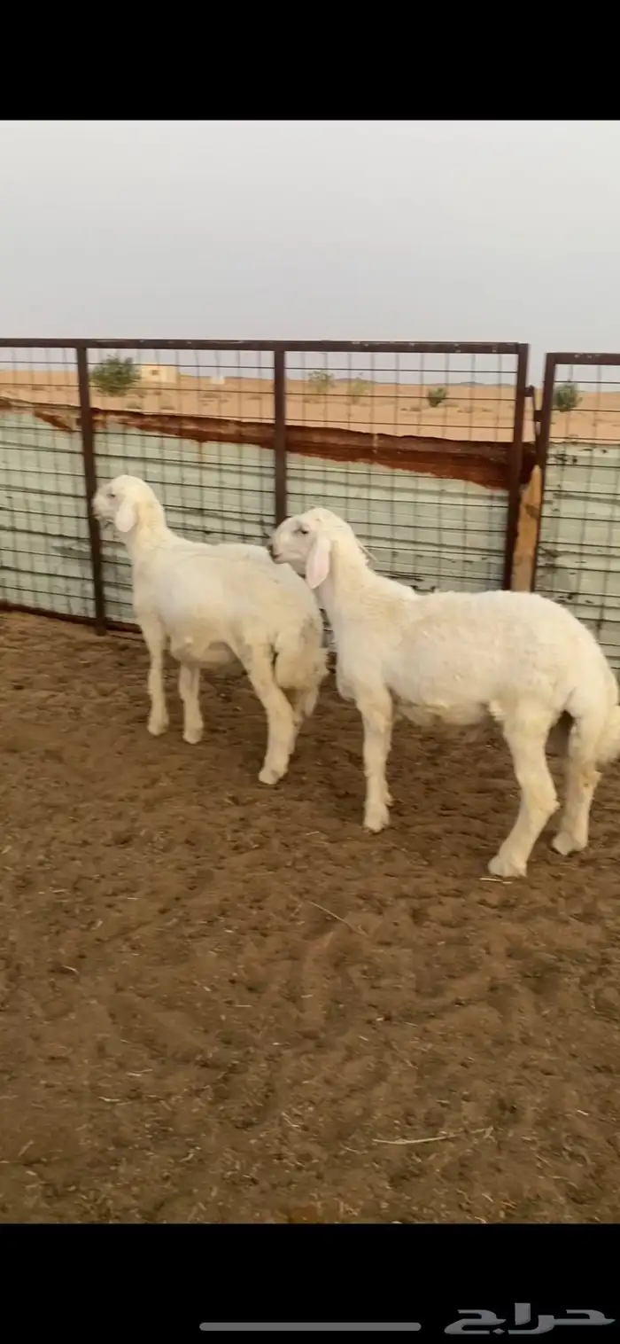 مشاريع فحول حريات صنف الصنف نوادر .. 2