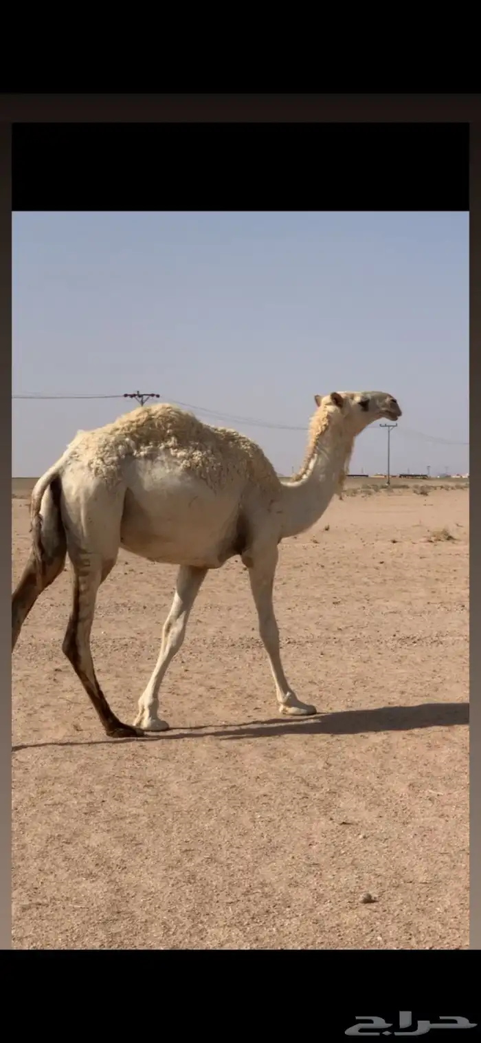 بكره حقه طيبه 0
