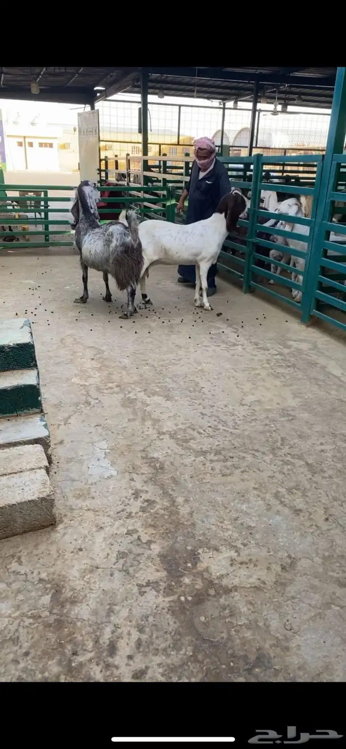 دفيع فحص سنار 2