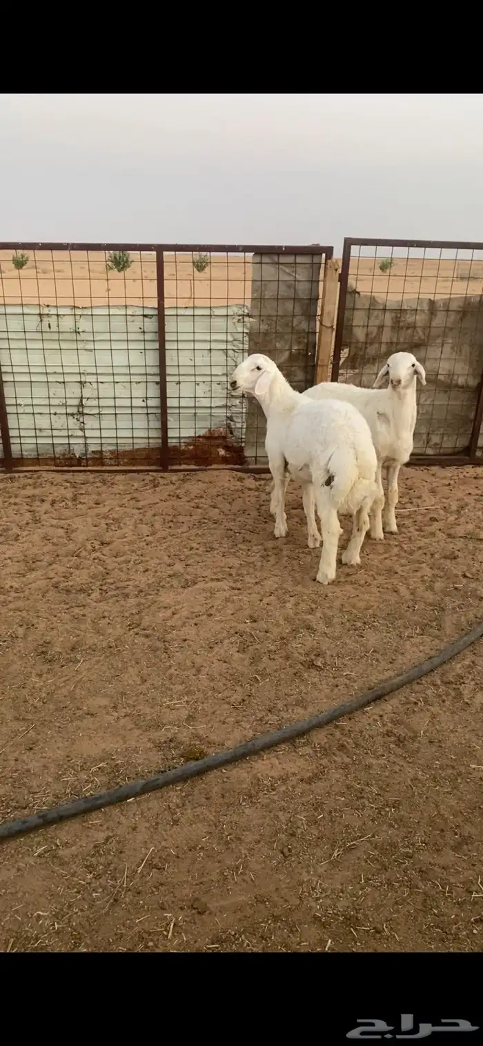 مشاريع فحول حريات صنف الصنف نوادر .. 5