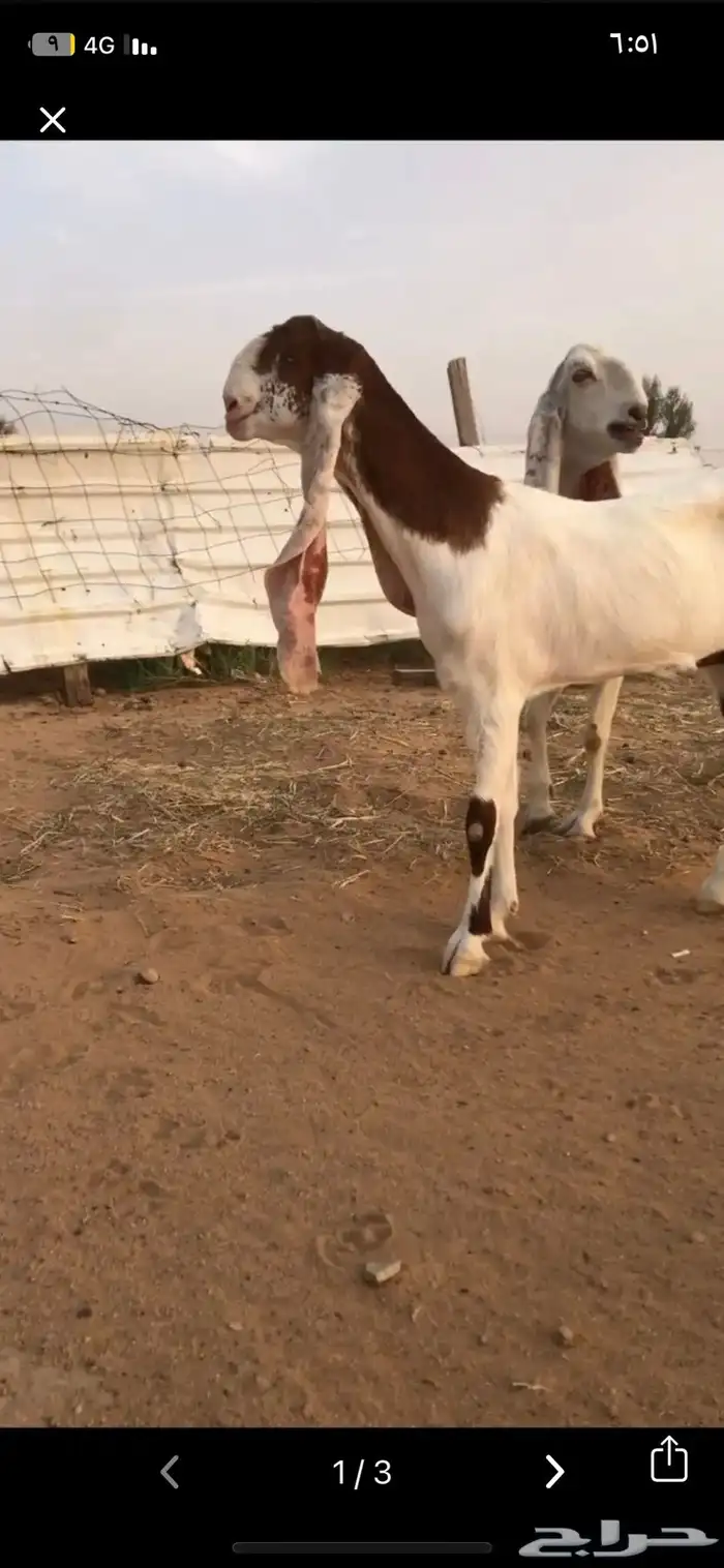 للبيع جفار خصم تم البيع خارج الموقع الله يبارك للمشتري 1