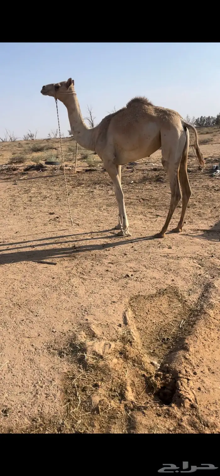 بكره حره طوع بالسن 1
