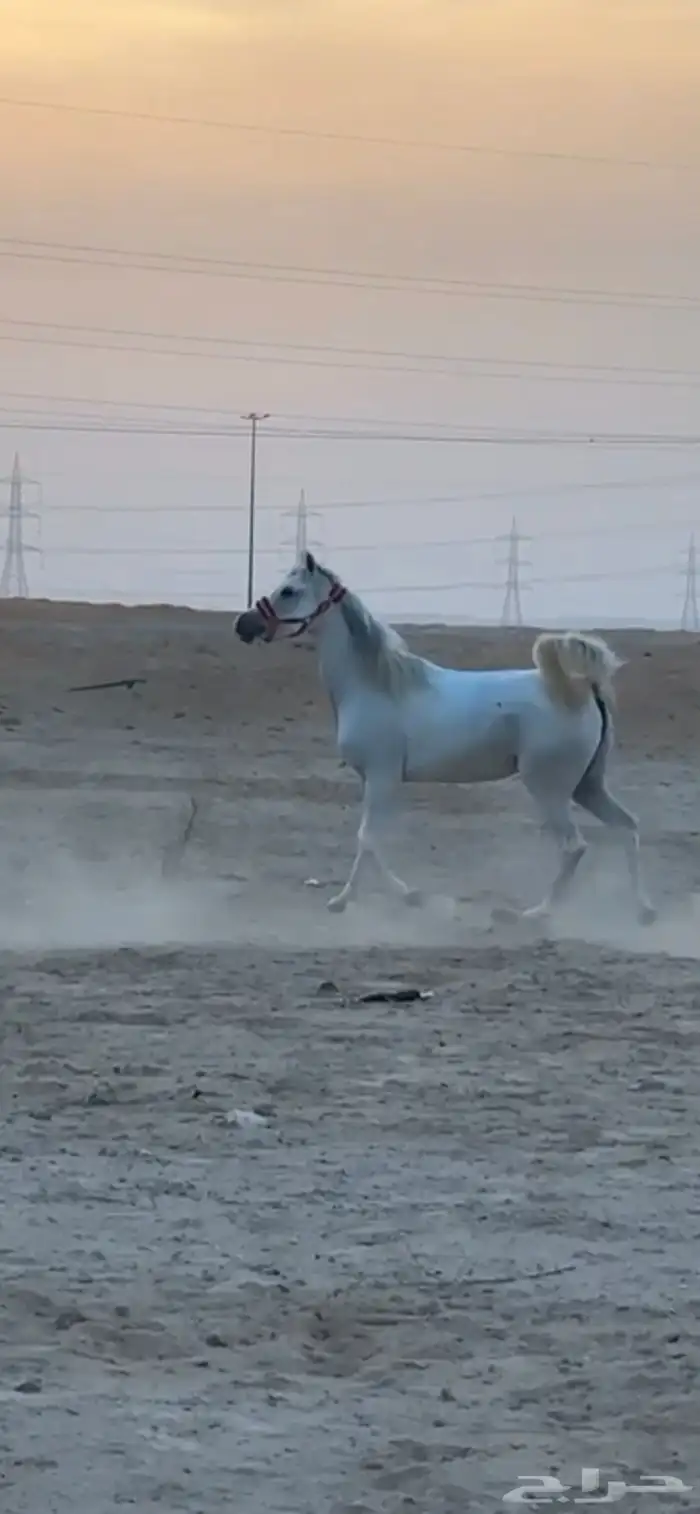 مهره عربيه شعبيه 5