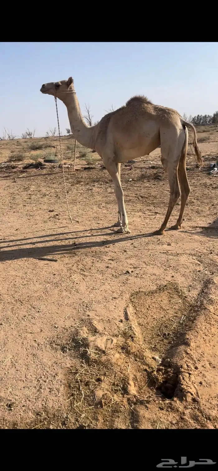 بكره حره طوع بالسن 0