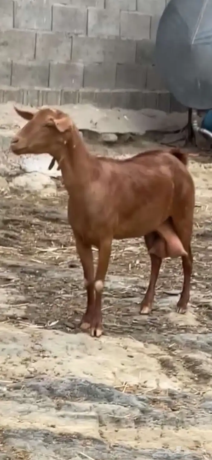 معزا دهم. 2