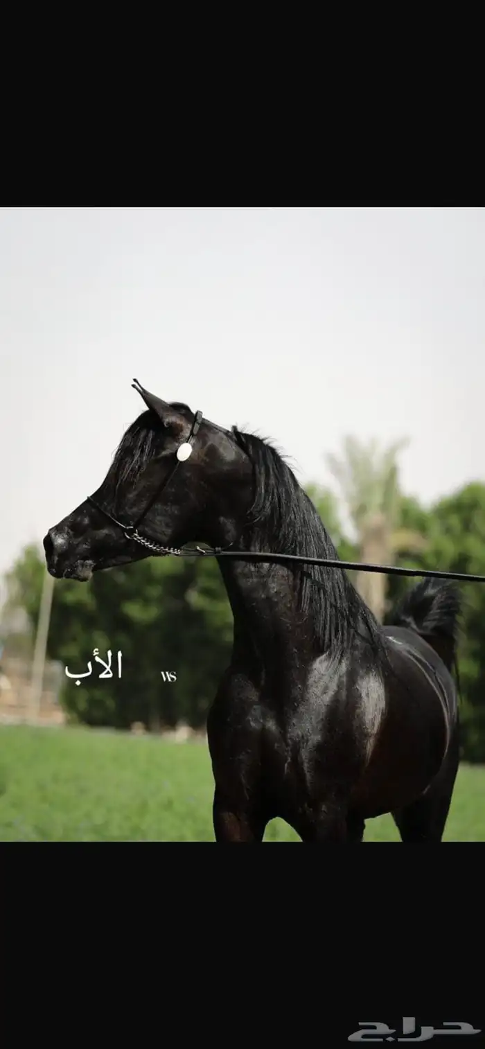 مهره عربيه شعبيه 4