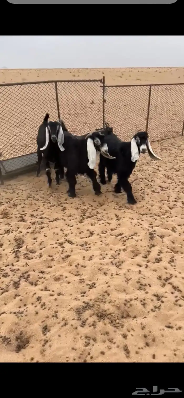 تيوس ذبايح 2