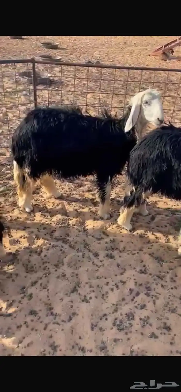 ارخال 3