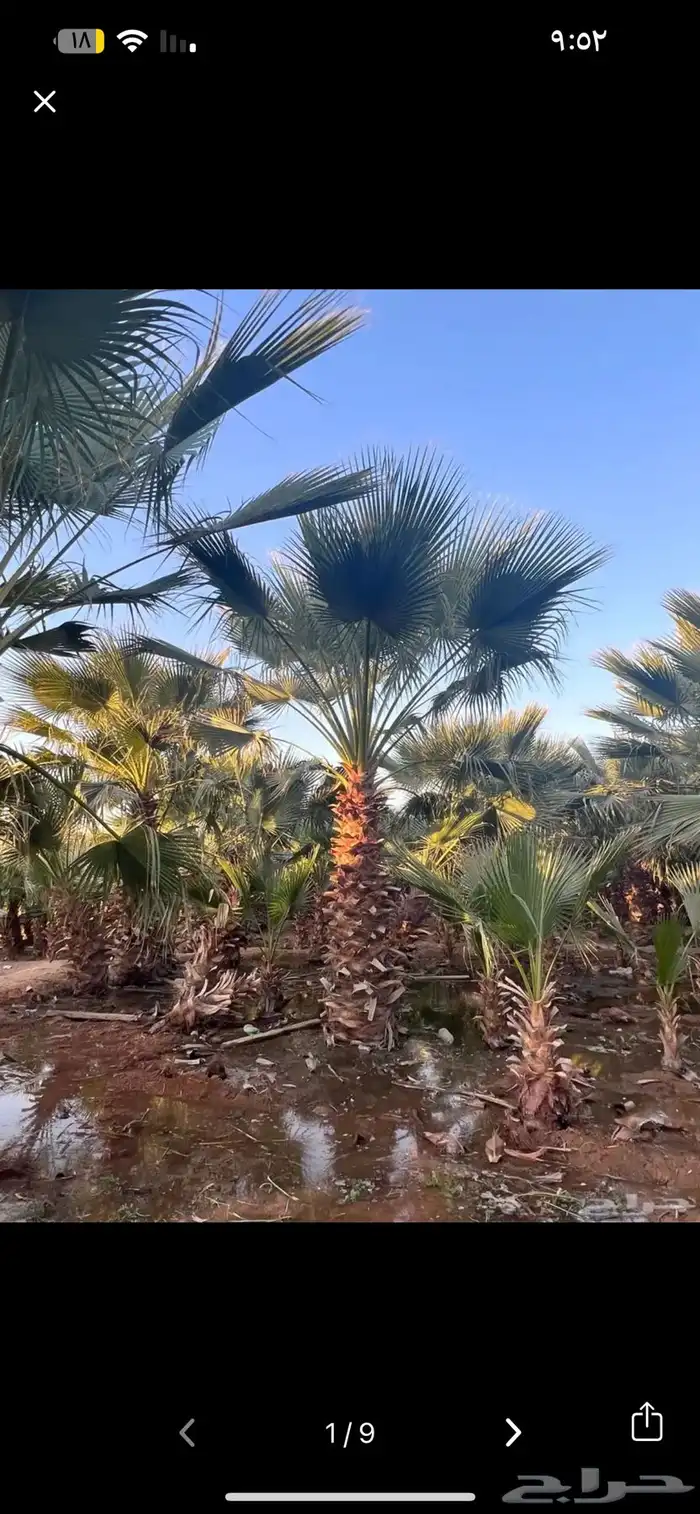 مطلوب نخل واشنطن 0