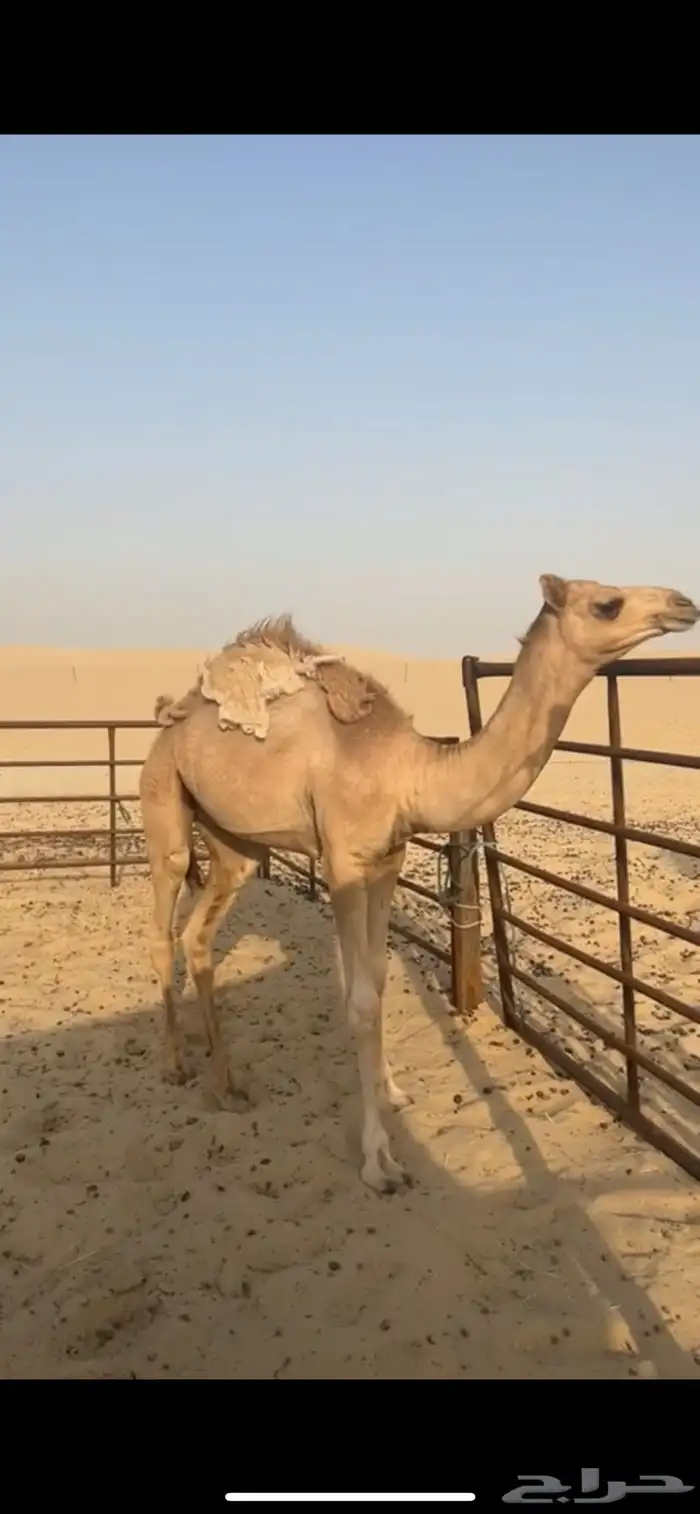 قعود للبيع 0