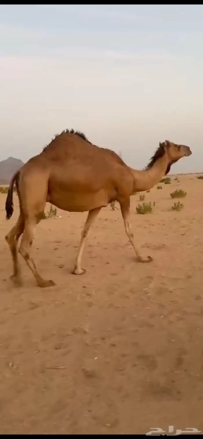 مداني سواحل 0