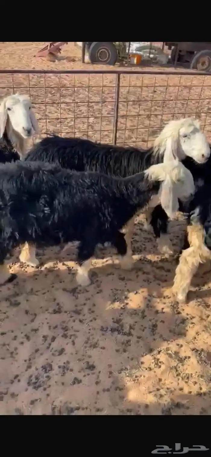 ارخال 4