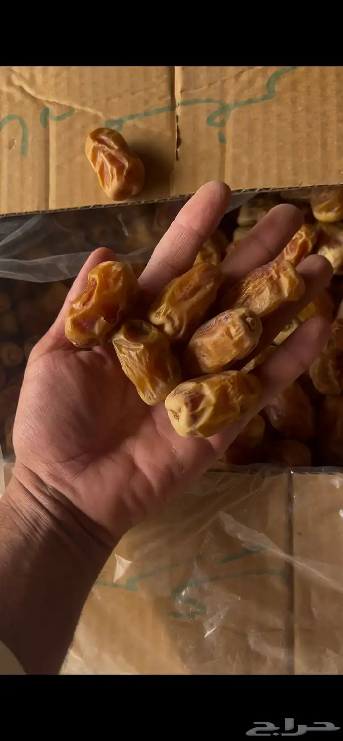 صقعي كراتين كبار 2
